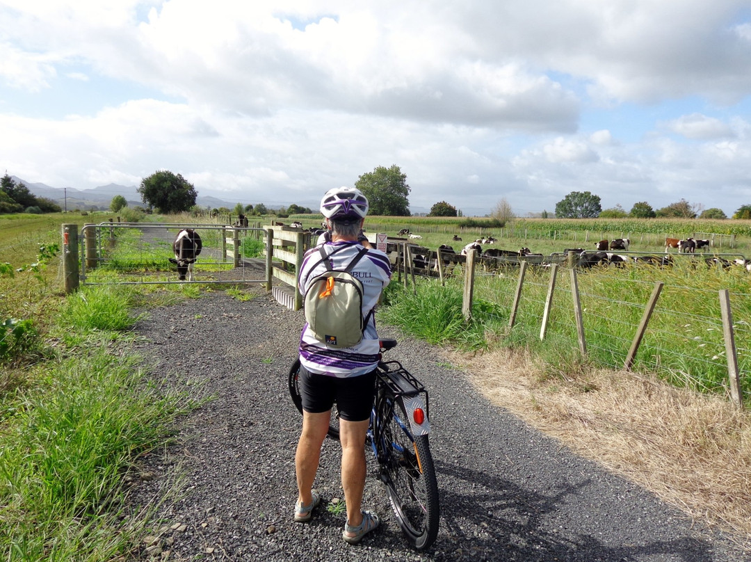 JollyBikes-Thames必去景点