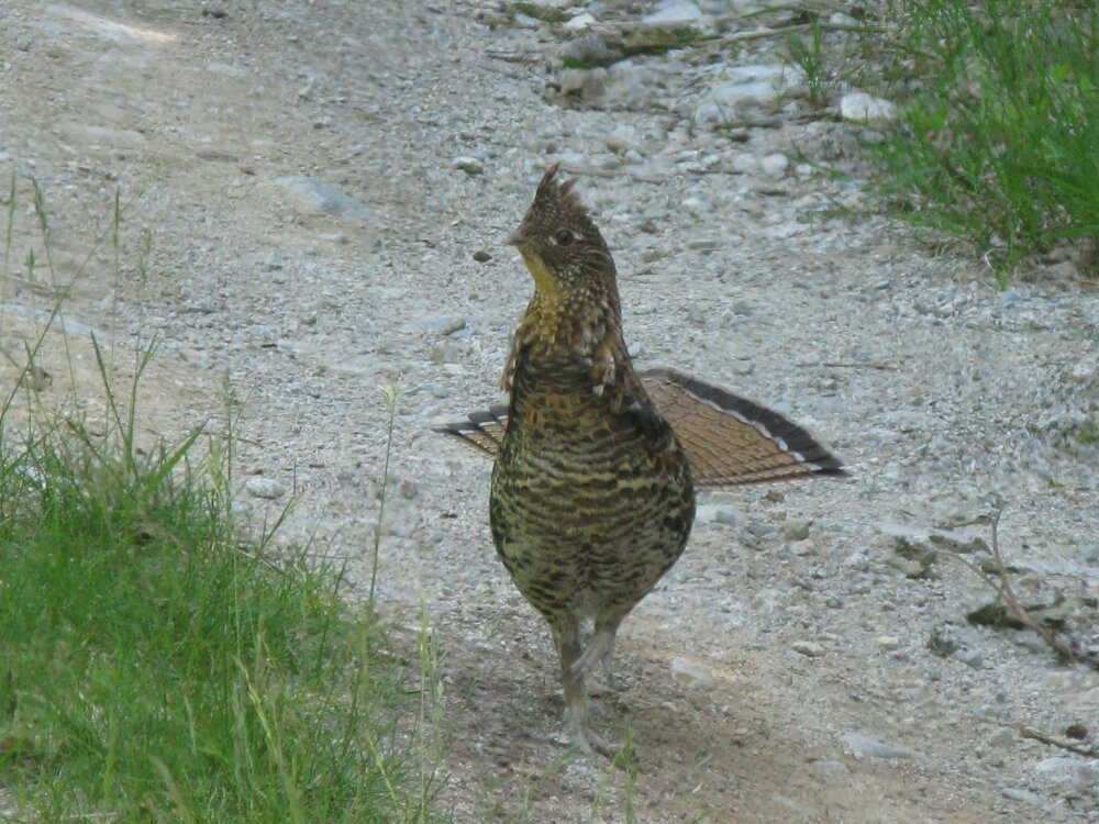 Sunshine Coast Shuttle-鲍威尔里弗必去景点