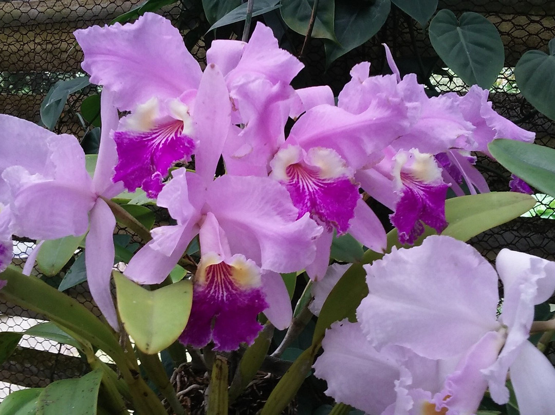 Soroa Orchid Botanical Garden景点图片