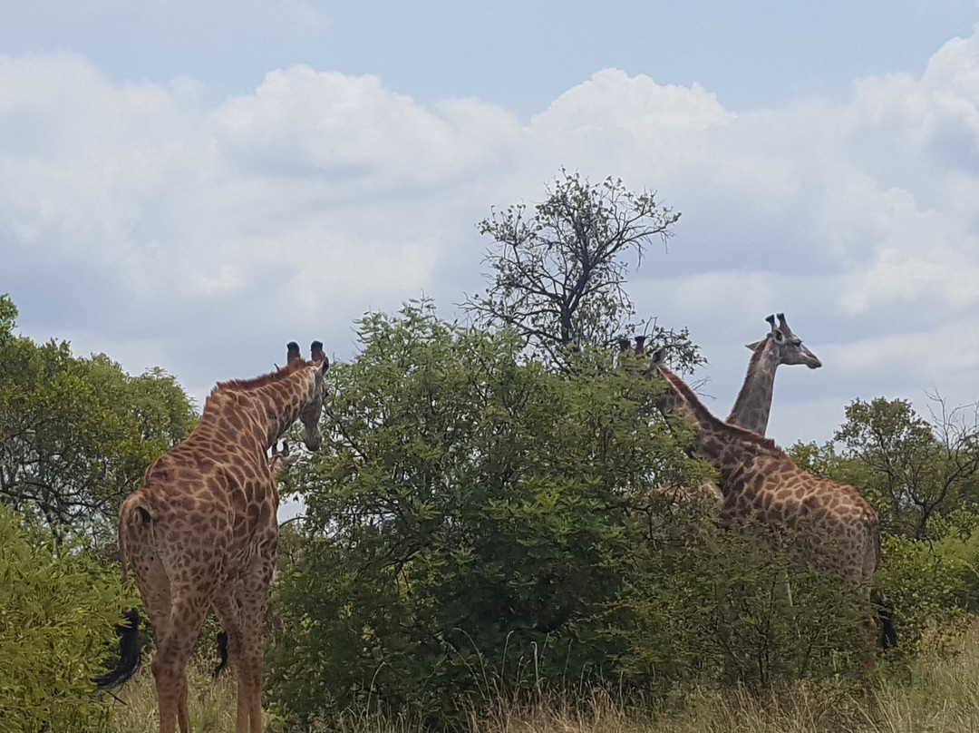 Hunters Pride Wildlife Estate 37