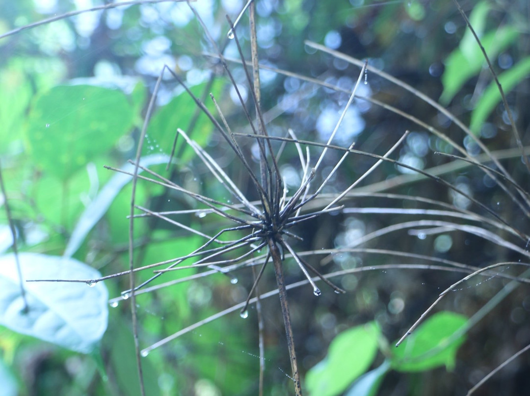 Mount Berembun-丹那拉塔必去景点