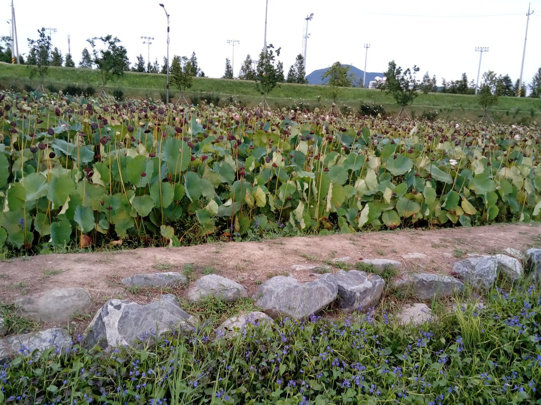 Hamju Park-咸安郡必去景点