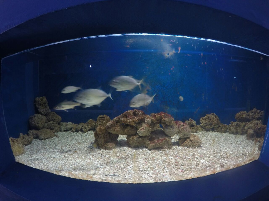 Almirante Paulo Moreira Oceanographic Museum-阿拉伊阿尔港必去景点