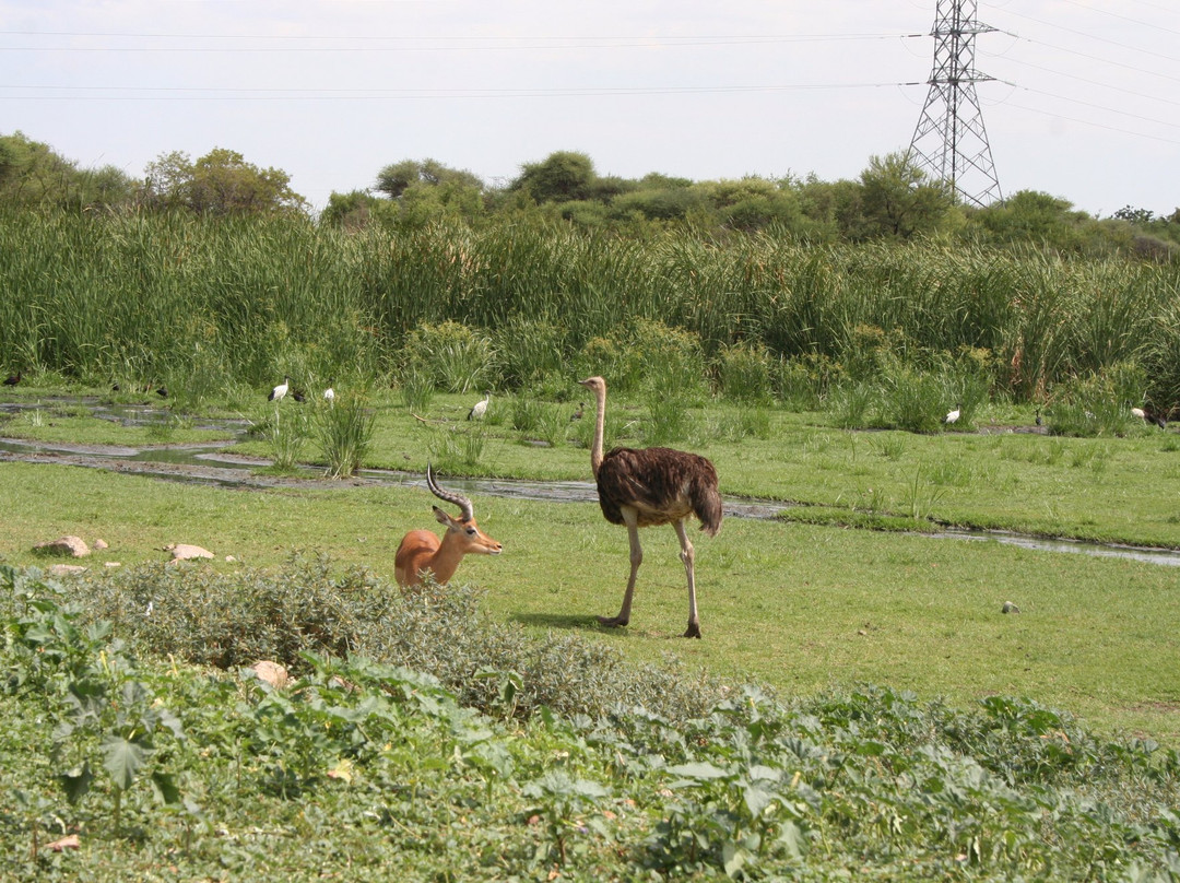Gaborone Game Reserve-嘉伯隆里必去景点