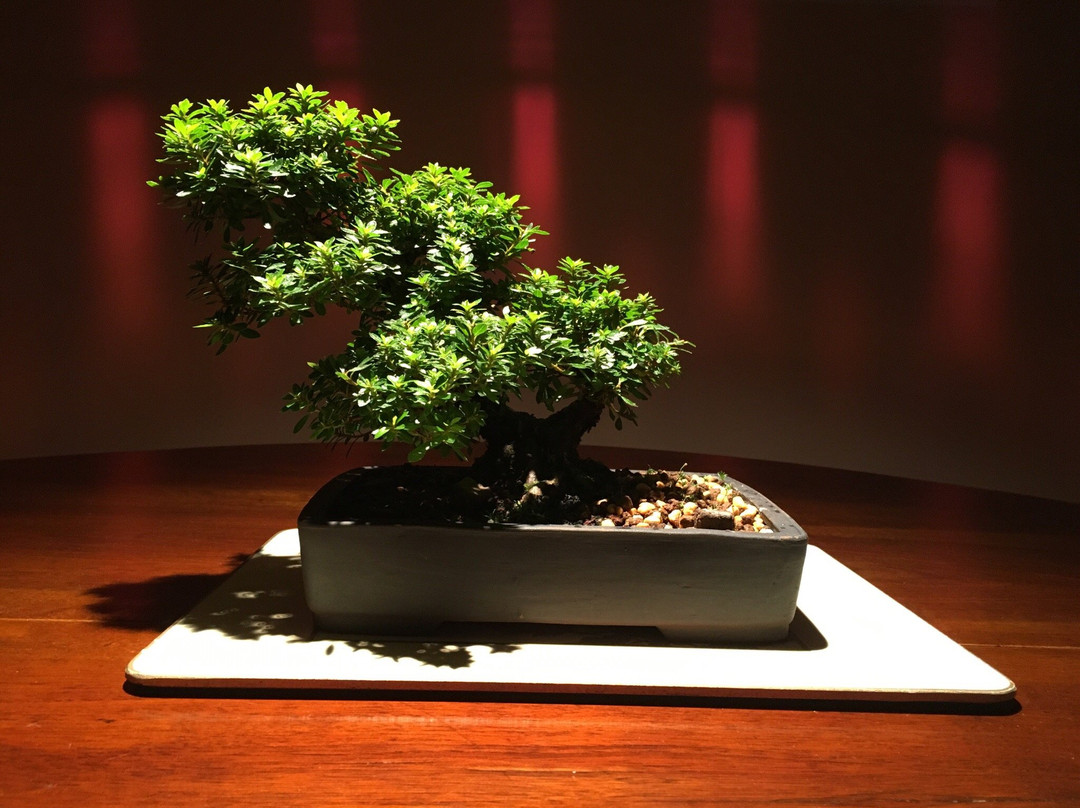 Bonsai Piccin景点图片