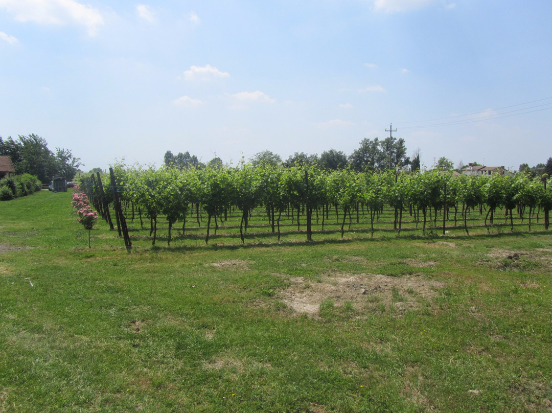 Azienda Agricola Rechsteiner景点图片