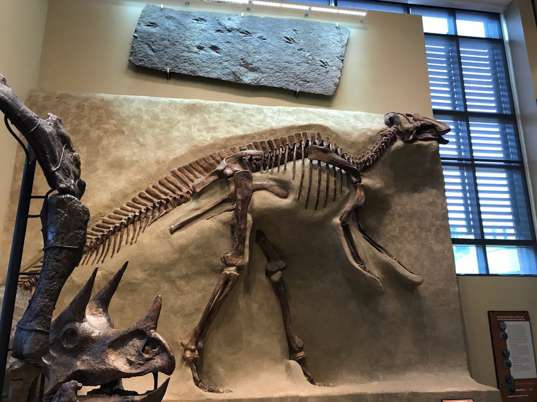 Amherst College Museum of Natural History-艾姆赫斯特必去景点