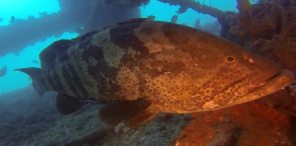 Navy Pier Exmouth-埃克斯茅斯必去景点