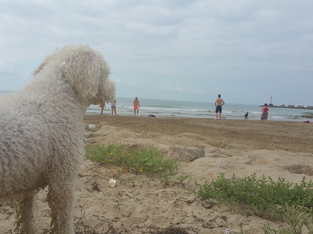 Playa de Les Salines景点图片