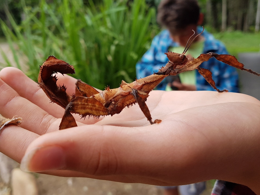 Daintree Entomological museum-Diwan必去景点