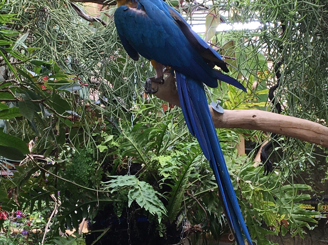 Avonturia De Vogelkelder-海牙必去景点