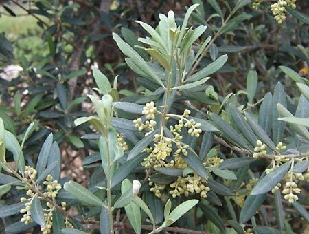 Mahurangi Olives-瓦卡沃夫必去景点