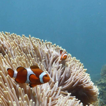 Siren Diving Lembongan