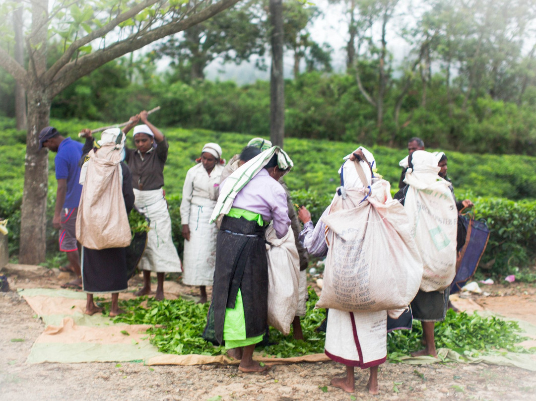 Hansali Reisen-加勒必去景点
