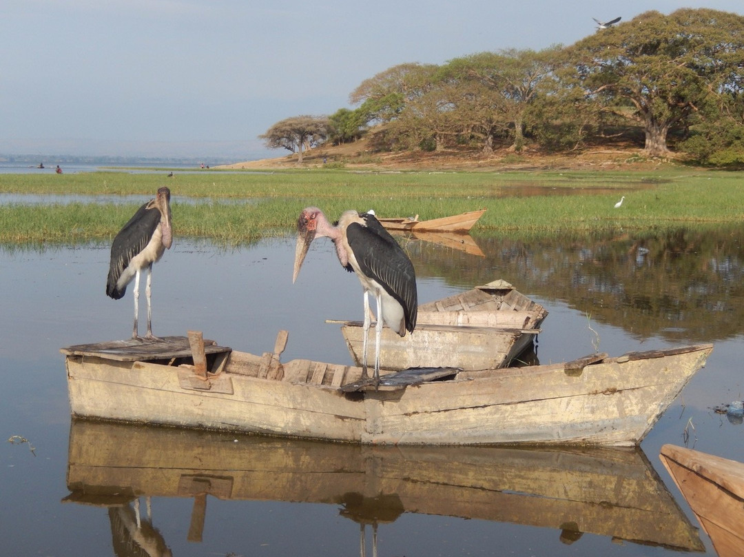 Fish Market at Awassa Lake景点图片