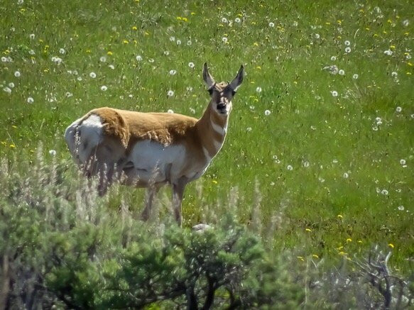 Harpers Corner Scenic Drive-Dinosaur必去景点