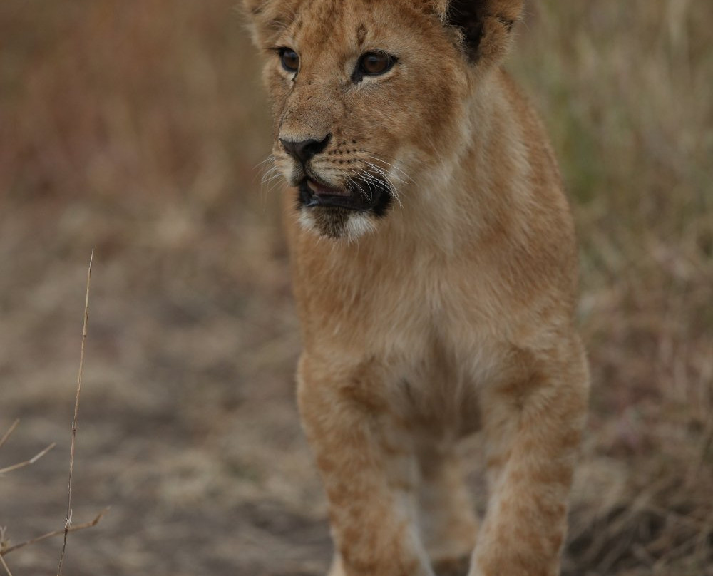 Bongo Asili Cultural travels ltd-涅里必去景点