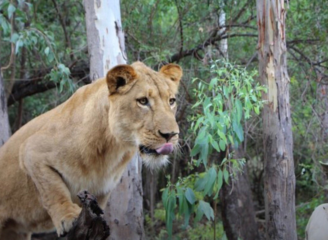 Safari Adventures景点图片