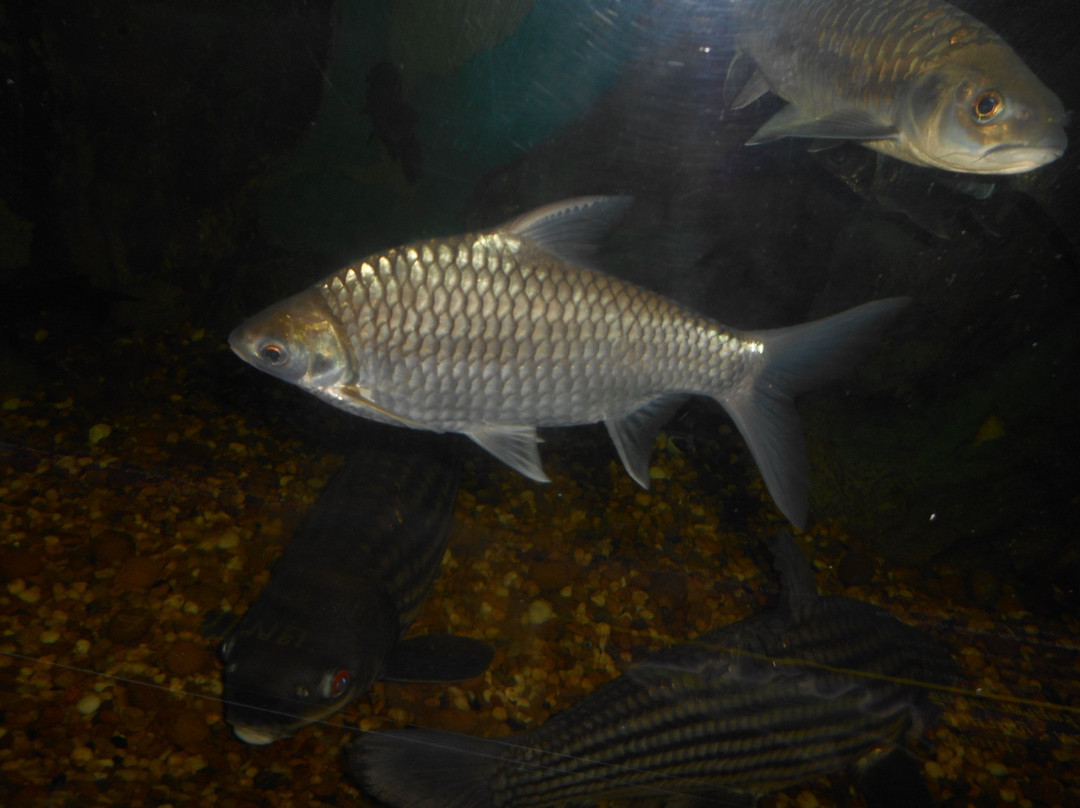 Bueng Boraphet Aquarium景点图片