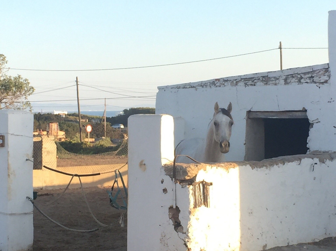 Es Pas Formentera Agroturismo主图