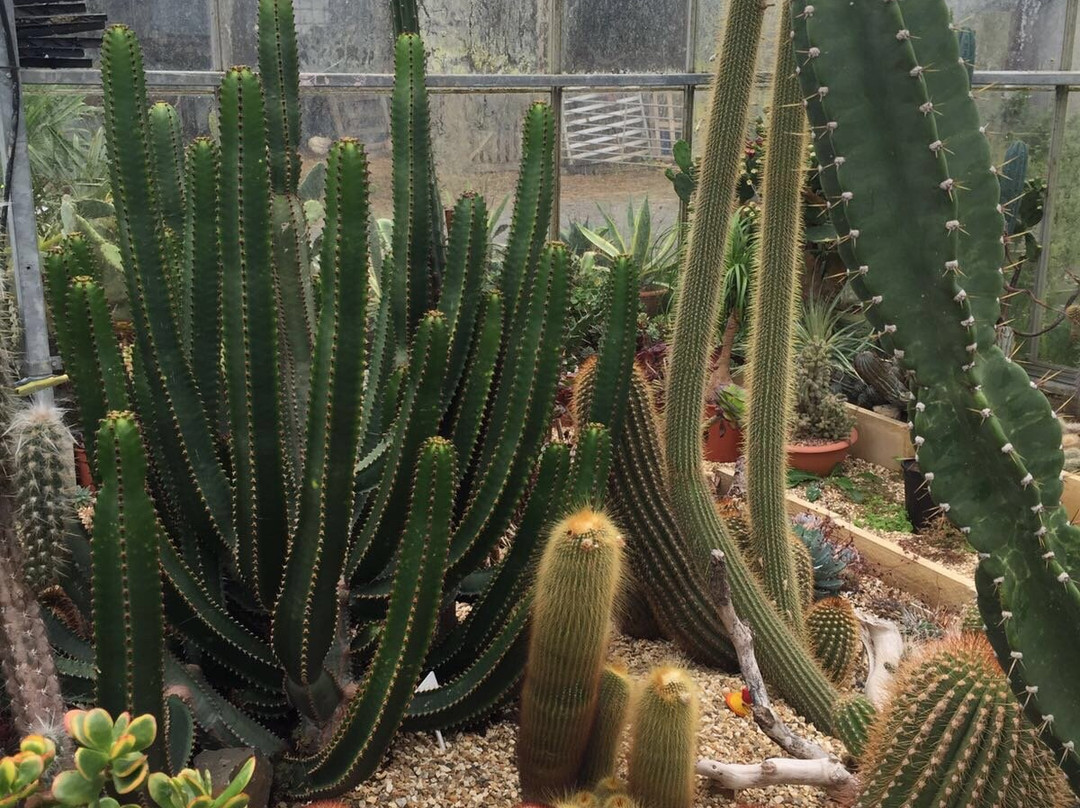 Cactus Shop-Winkleigh必去景点