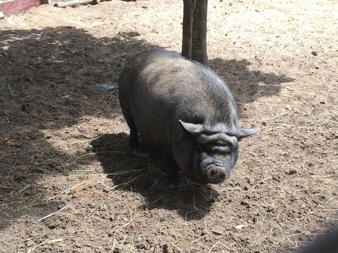 Pete's Petting Zoo-Baraga必去景点