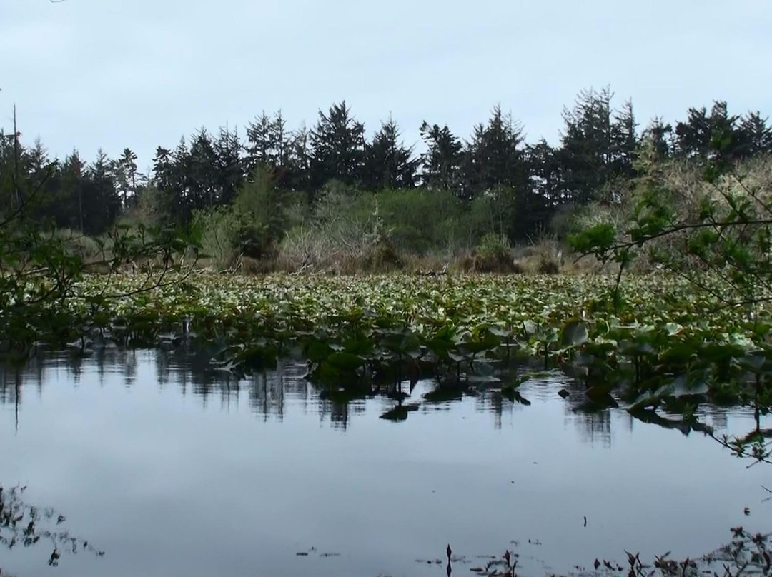 Tolowa Dunes State Park景点图片