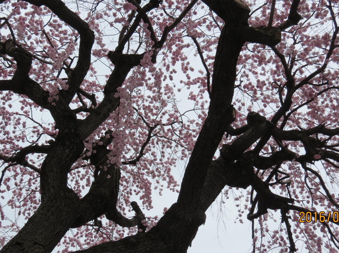 Kogakuji Temple-小诸市必去景点