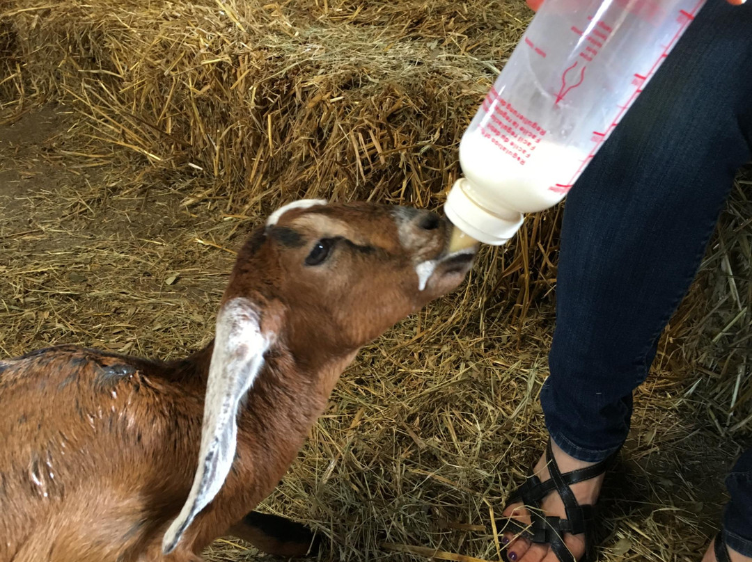 Uncle Donald's Farm-Lady Lake必去景点