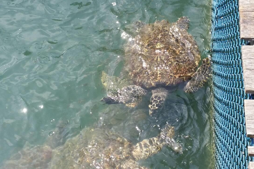 Sea Farming Demonstration Unit-尖竹汶必去景点