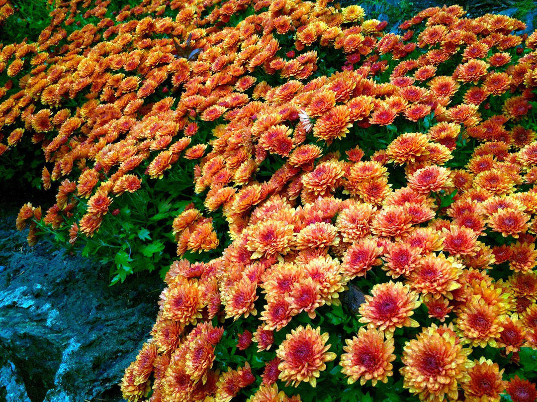 布查特花园-中萨尼奇必去景点