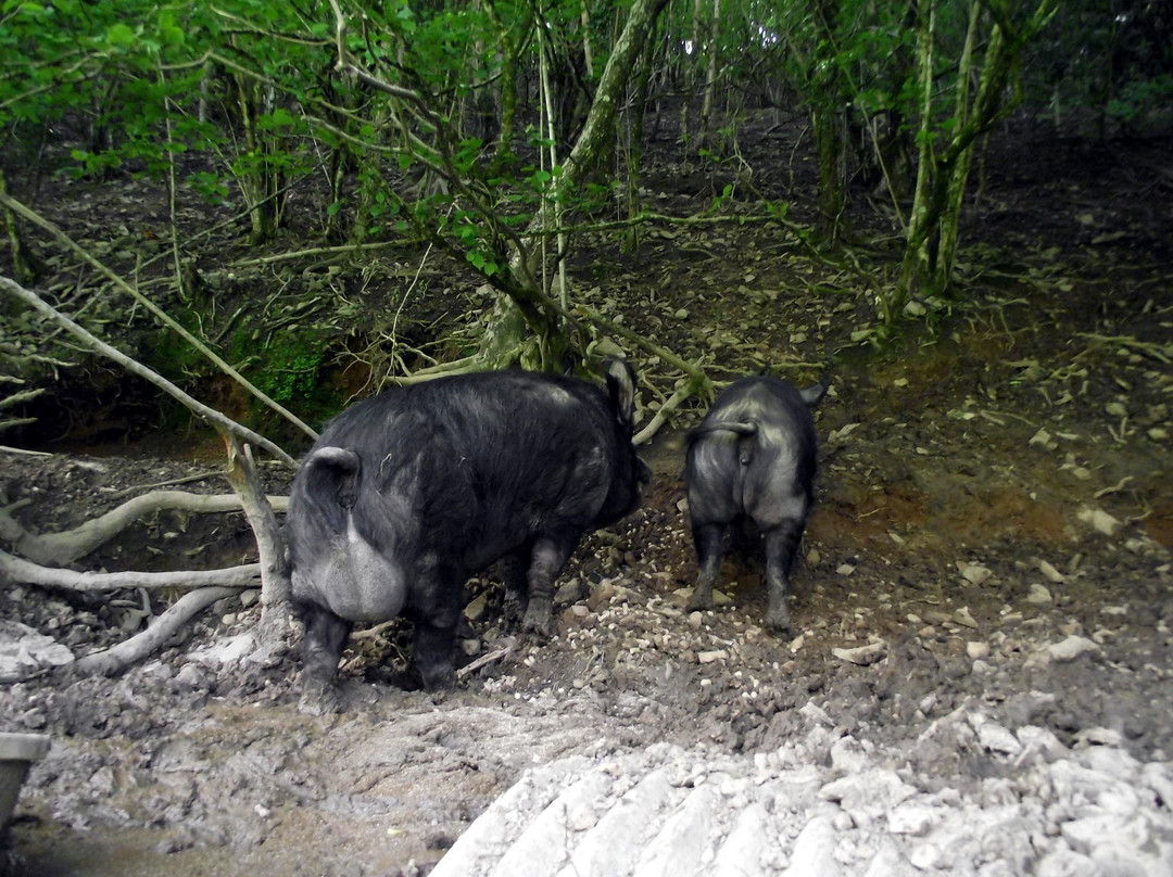 Hidden Valley Pigs景点图片