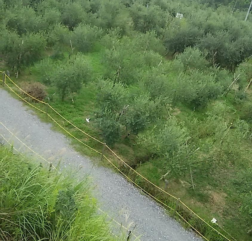 Amakusa Olive Garden Avilo-天草市必去景点