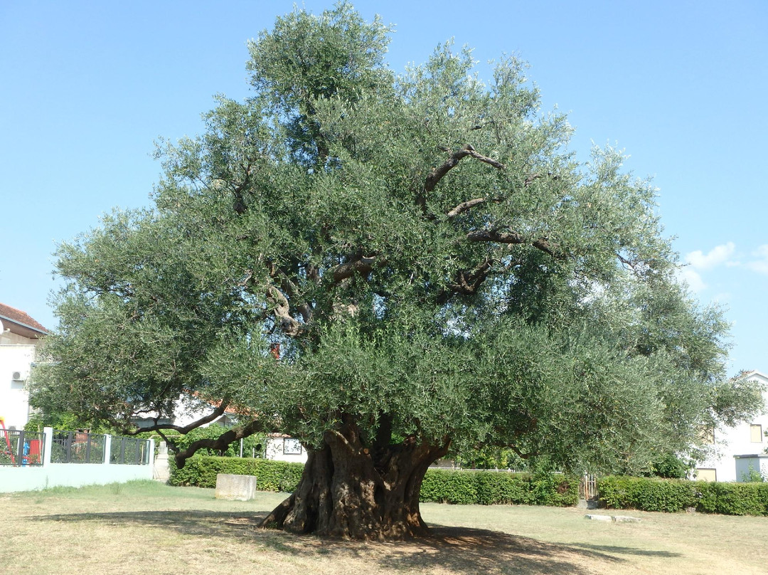 Mastrinka - Old Olive Tree景点图片