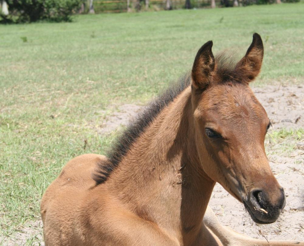 Al-Marah Arabian Horses-Clermont必去景点