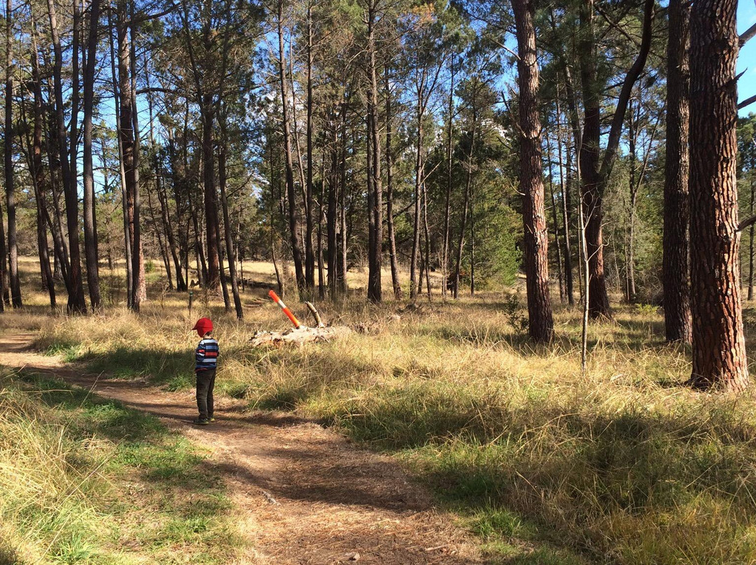 Armidale Pine Forest景点图片