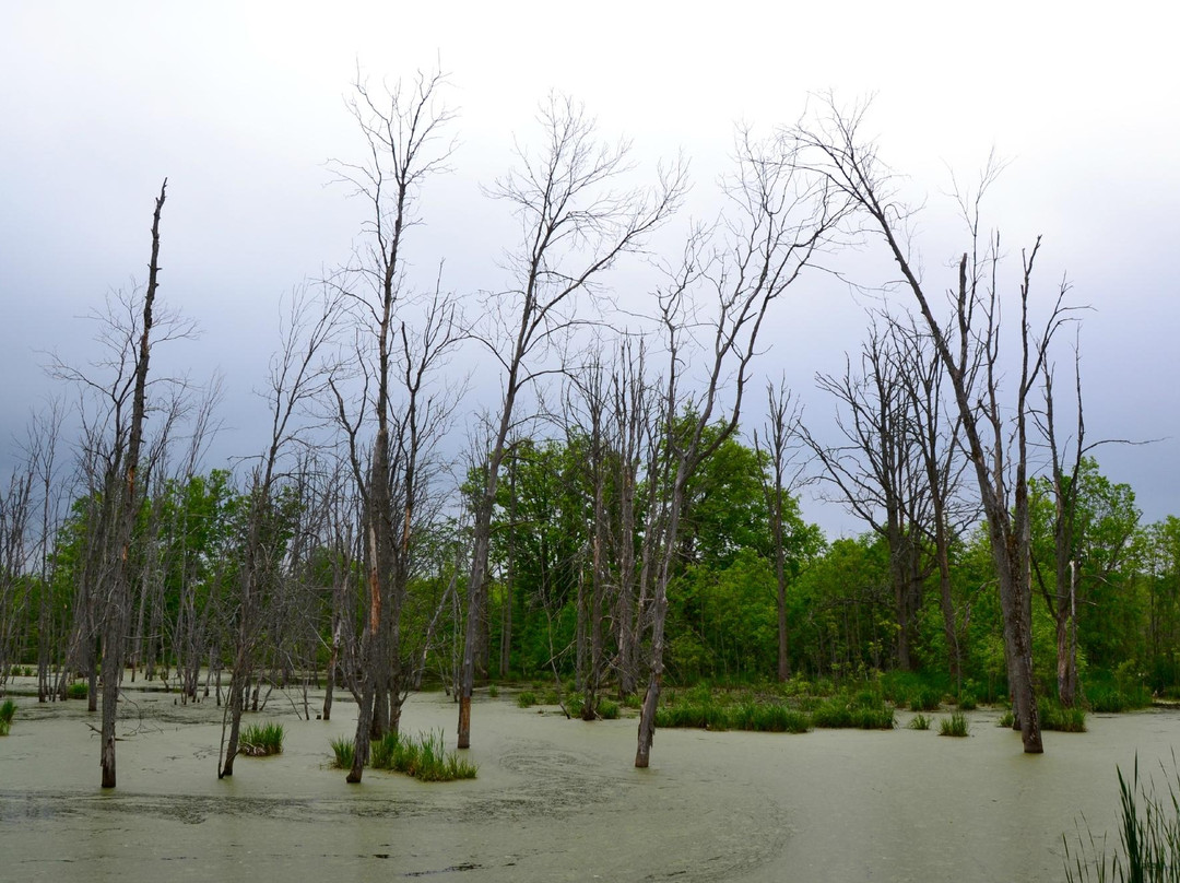 Matchedash Bay Provincial Wildlife Area景点图片