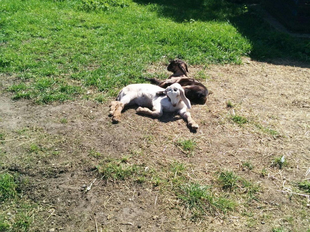 Brooks Farm-伦敦必去景点