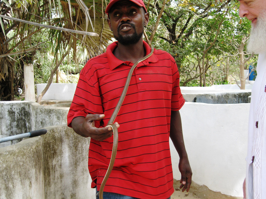 The Gambian Reptiles Farm景点图片