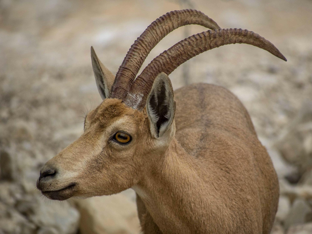 Ein Gedi Eco Park-恩戈地必去景点