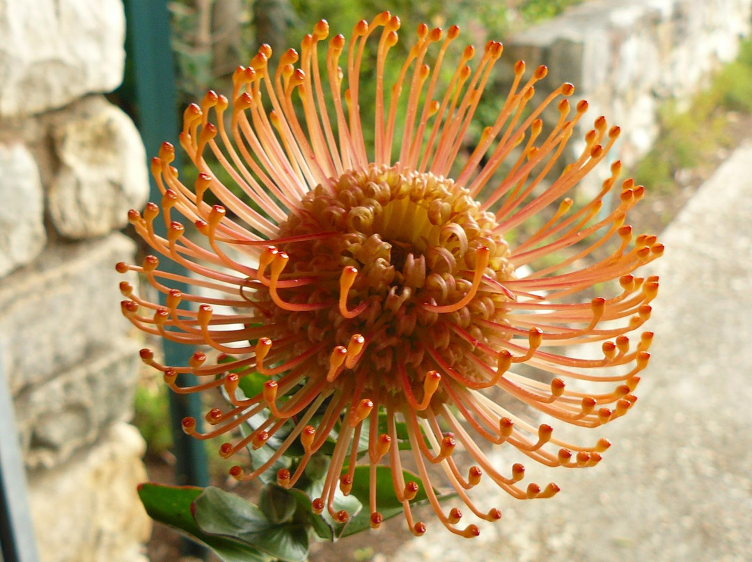 Harold Porter National Botanical Gardens-Betty's Bay必去景点