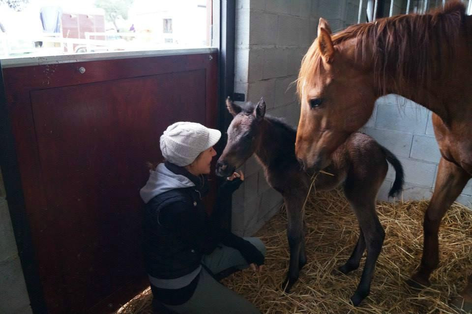 Alexandros Riding Stables-皮索里必去景点