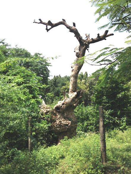 Chandrampalli Dam景点图片