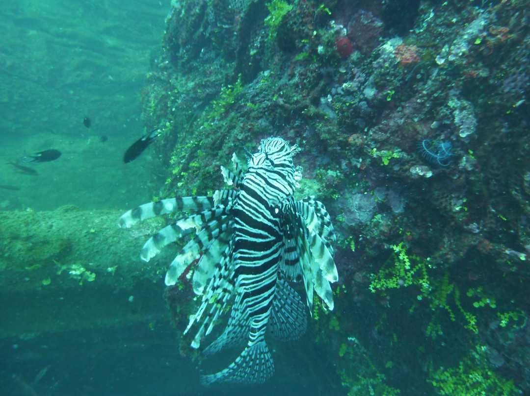 Aquaholics Dive Centre景点图片