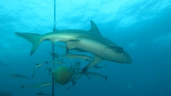 Aliwal Shoal Adventures-Umkomaas必去景点