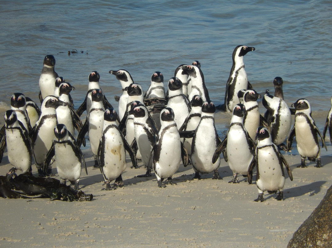 AMT TOURS-开普敦中心区必去景点