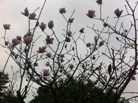 白云山摩星岭-广州市必去景点