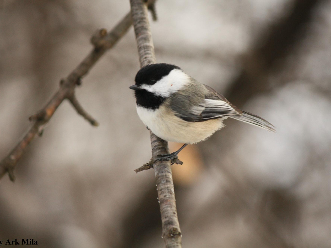 格雷蒂尔湖-多伦多必去景点