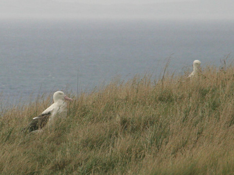 皇家信天翁中心-但尼丁必去景点