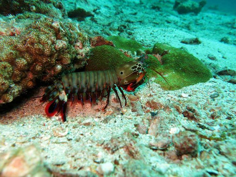 无重力潜水中心-查龙必去景点